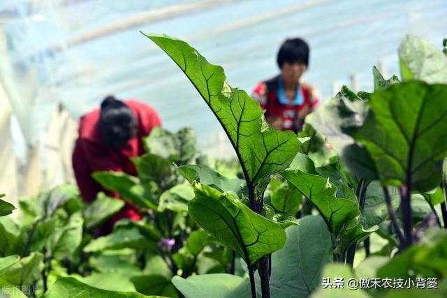 田间管理上注意这几点，想要种好茄子并不难