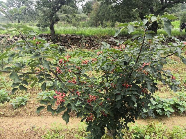 兰陵县鸿雁人才说技术｜无刺花椒栽培管理技术