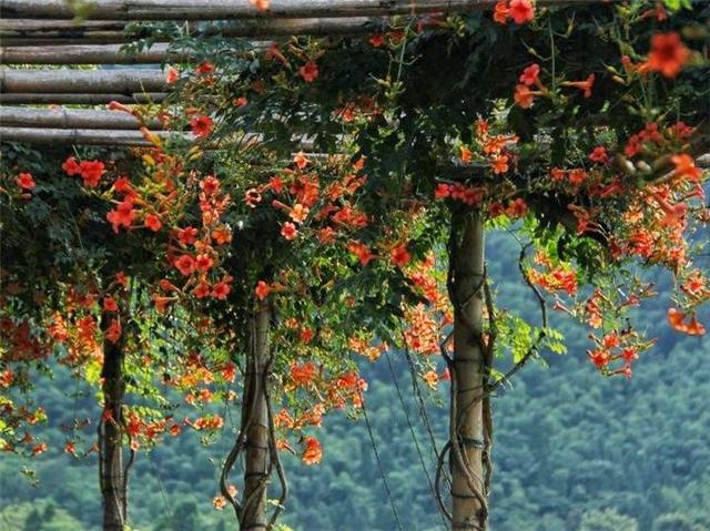 会“吃掉”你房子的凌霄花，路边剪个枝，沾土就成活，泼辣开花多