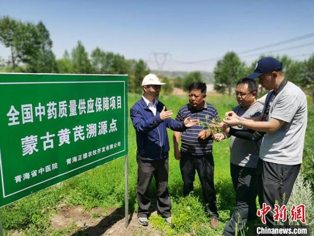 探访青海黄芪种植加工“领跑基地”：生态种药，土地“生金”