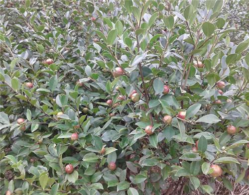 油茶树种植技术及管理须知