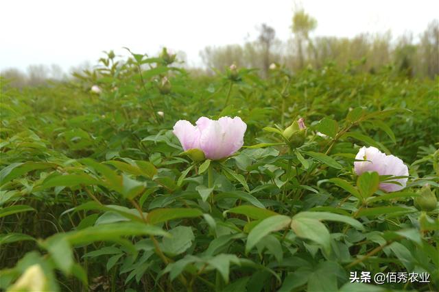 油用牡丹浑身是宝，曾被炒得火热，如今种植户无奈贱卖为哪般？