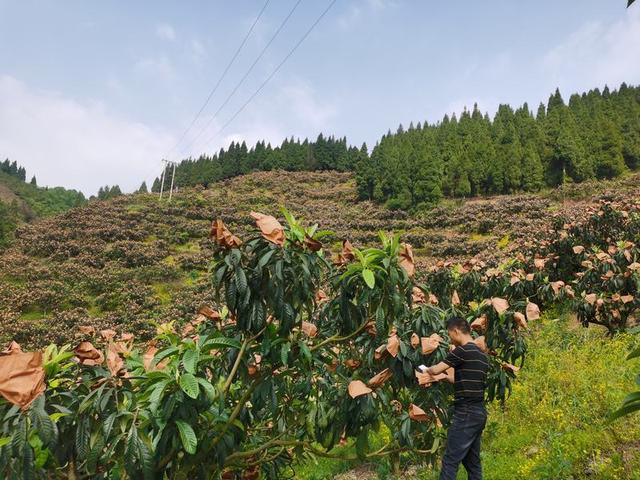 开阳县花梨镇：枇杷树成“摇钱树” 乡村振兴迈大步