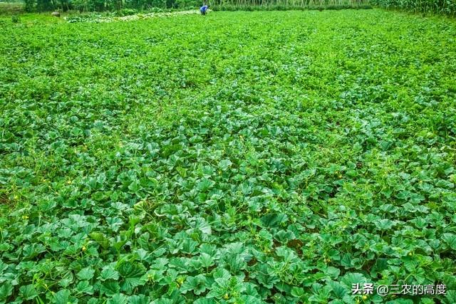 种植西瓜和甜瓜，这“五点”掌握住错不了，促进花多瓜好产量高