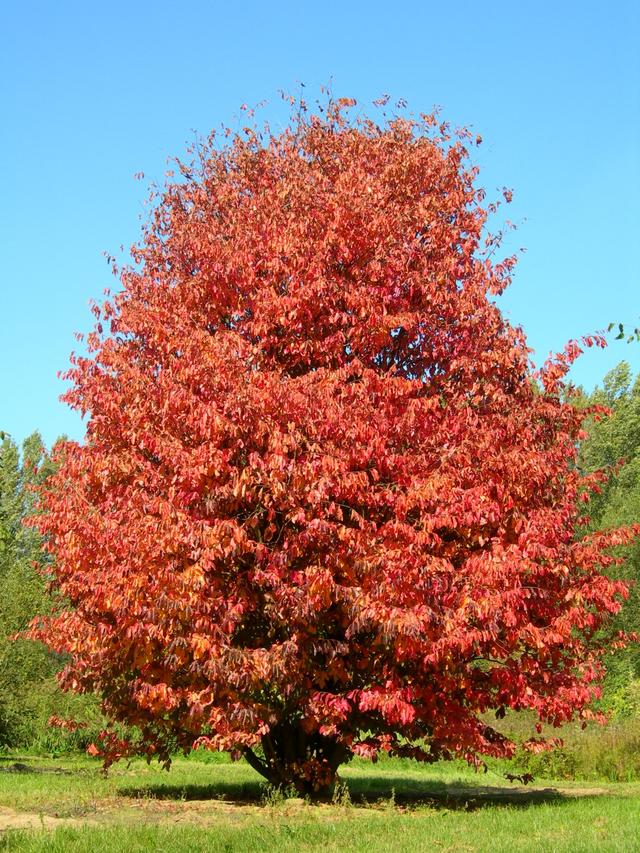 适合荒山种植的7种树，只要管理到位，每亩收益在15-50万