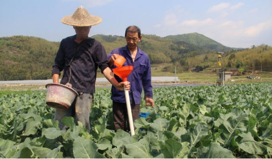 花椰菜长势好，全靠施肥，详细的施肥量和施肥比例