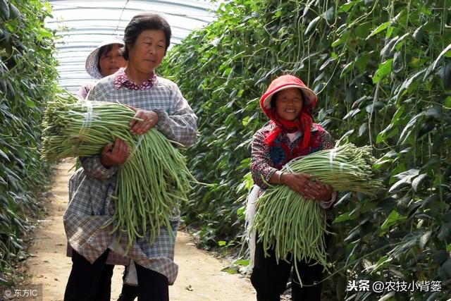 种植豆角用好这一个小方法，又大又长的豆角一茬一茬摘不完！