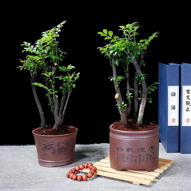 “小叶紫檀”养护，要注意这些细节，生长旺盛，可驱虫、安神