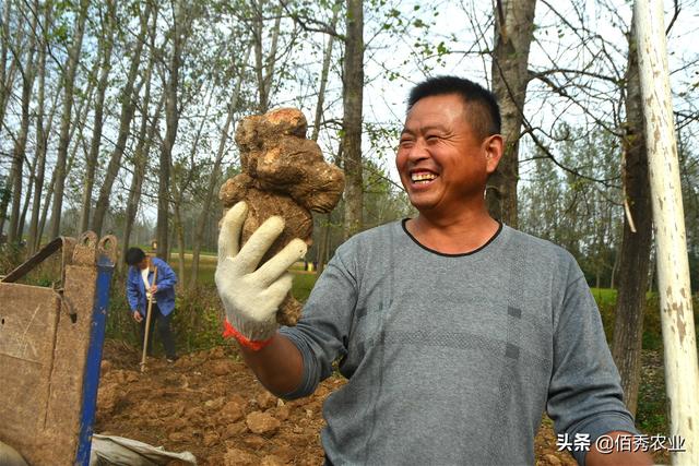 种苗不花钱，比种植红薯简单，曾是名贵中药材，何首乌不再神秘