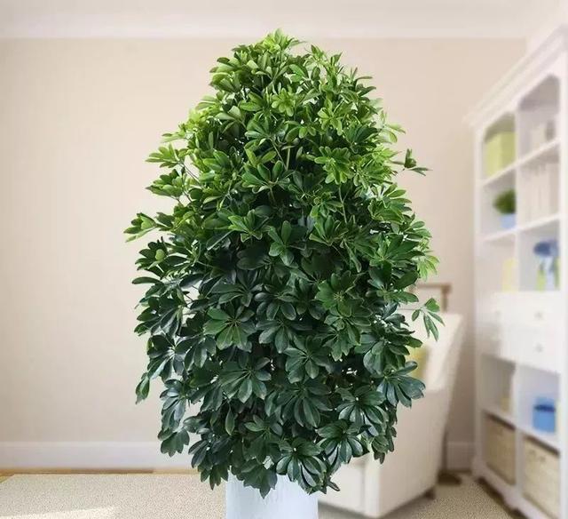 能吸甲醛油烟的20种植物，新家必备