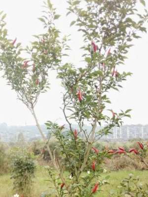 茄子辣椒什么时候种植(辣椒是一年生草本植物？能长成辣椒树，为何南方很少看到辣椒树？)