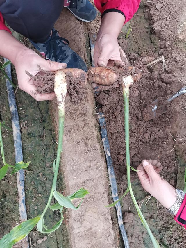 大姜种植管理，掌握好正确的种植（盖土）深度才能高产优质！