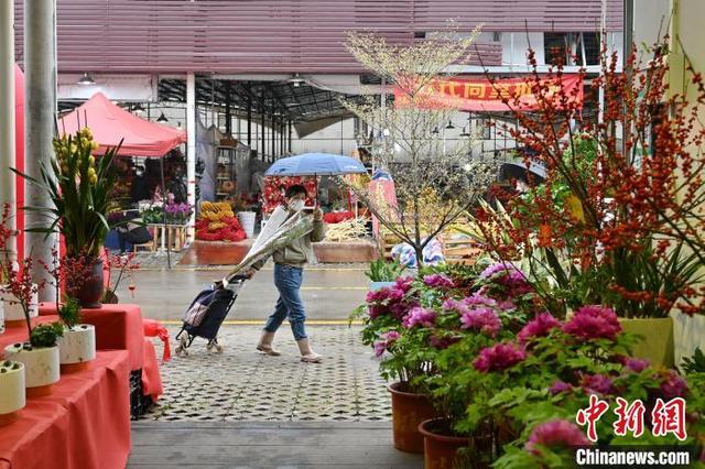 广东多地传统迎春花市回归 税务助花卉行业回暖复苏