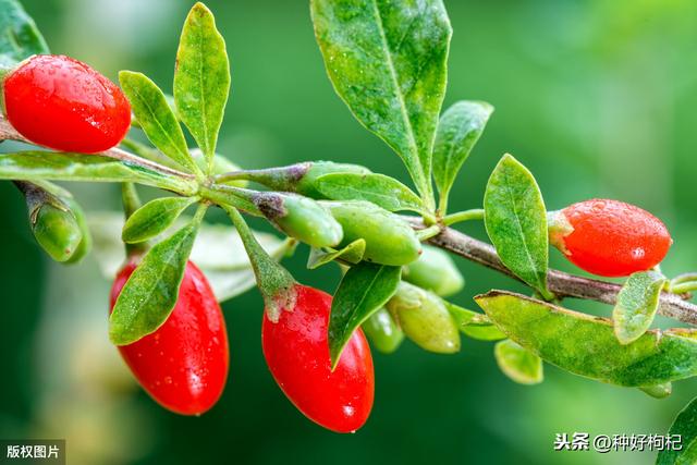 想要种植枸杞么？一次给你说清楚枸杞种植技术的七大步骤