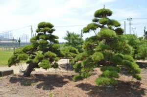 黑松的种植技术(黑松种子种植方法及种植时间及注意事项)