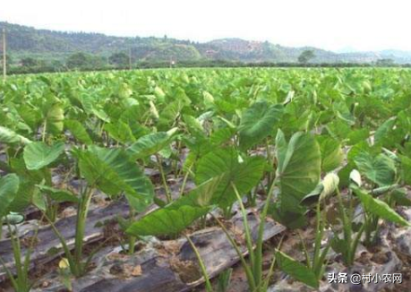 农村种芋头很赚钱，超市大个芋头能卖20多，想高产看完这篇就够了