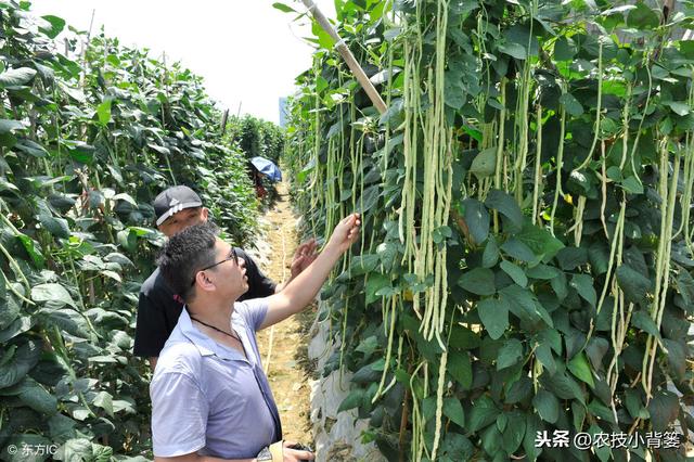 种植豆角用好这一个小方法，又大又长的豆角一茬一茬摘不完！