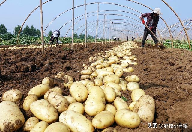 马铃薯有哪些高产技巧？记住4个增产增收方法，现在知道还不晚