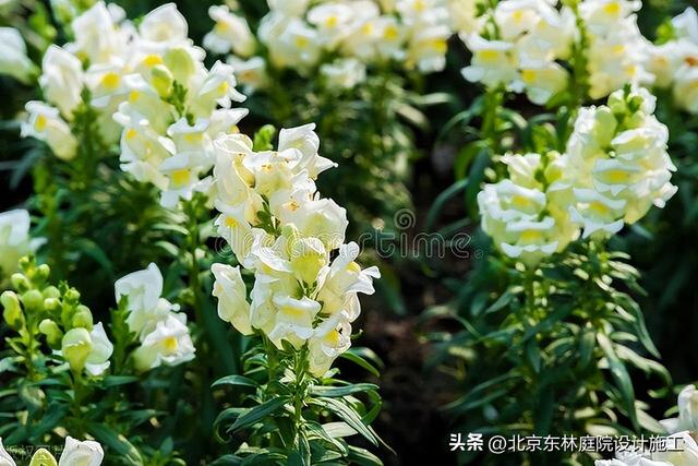 在夏季庭院绿植中北方适合种哪些绿植