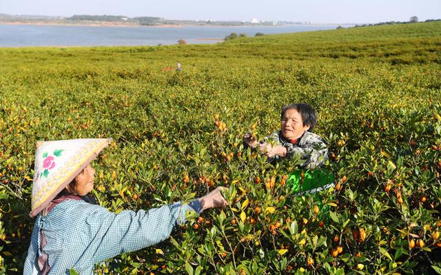 探索“三子一壳”种植新模式，樟帮之路迈进“新五年”