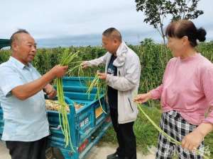 蔬菜种植大户脱贫记(汉川：豇豆丰收，腰包鼓起来)