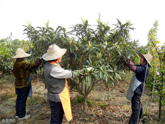 枇杷冬季就开花了，春季还能定植幼苗吗？要提高成活率可以这样栽