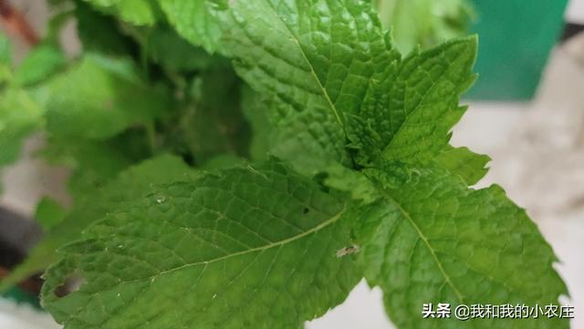 掌握薄荷种植的4种方法，5个管理规程，林下也可种出优质薄荷