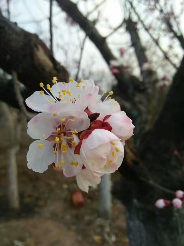 梅花栽培史与梅文化