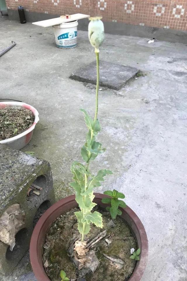 在海宁出现，这种漂亮的花十分危险！看到火速举报