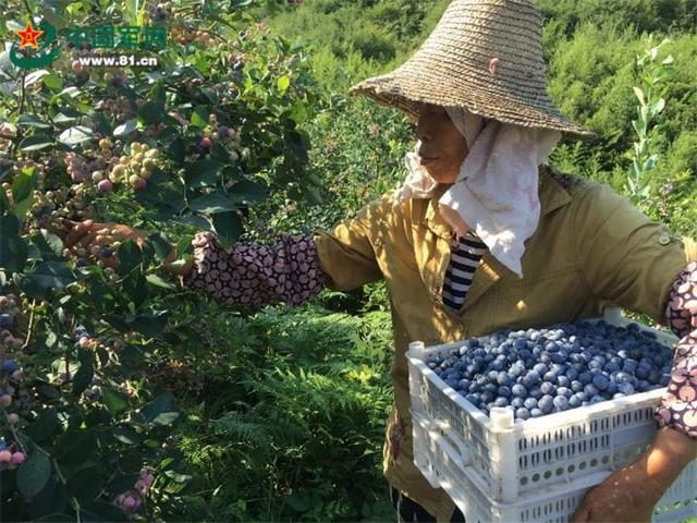 安徽庐江乐华村：靛青蓝莓高高挂，美了乡村，富了农家