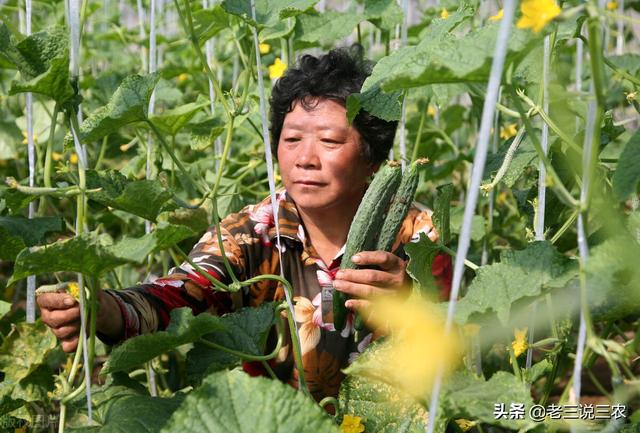 神奇！黄瓜原来还能这样种！不用农药，也能亩产1万斤，收入4万元