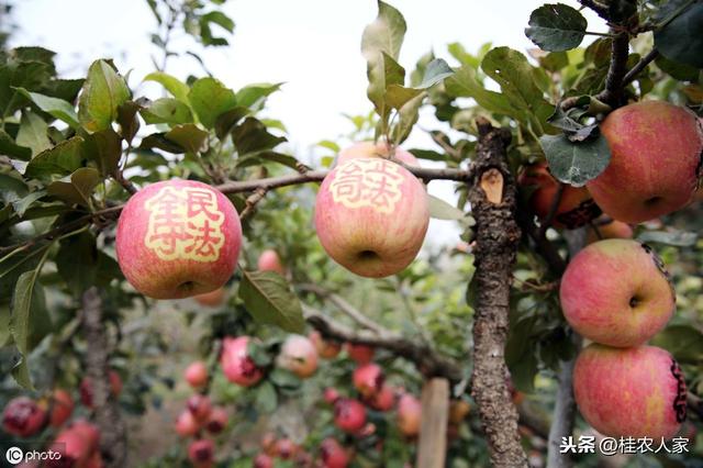 「苹果种轻松」红富士苹果的需肥特点及液体肥的施肥技术