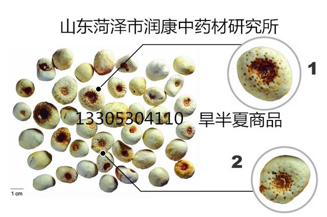 2018-2023年旱半夏市场行情分析与后市预测