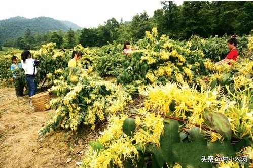 农村创业干点啥？试试这7种中药材，金银花和蒲公英或许最赚钱