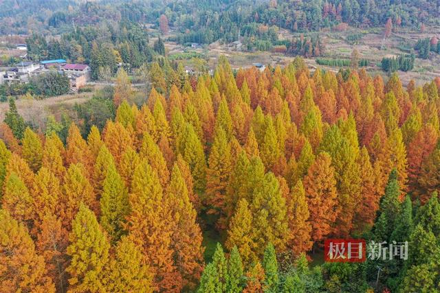 名扬华夏！湖北4株古树及4个古树群荣膺“全国最美”