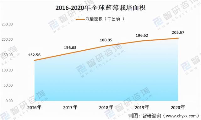 2020年全球蓝莓种植情况分析：中国已成为全球最大的蓝莓种植地