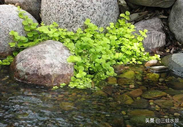 推荐适合池塘种的16种植物