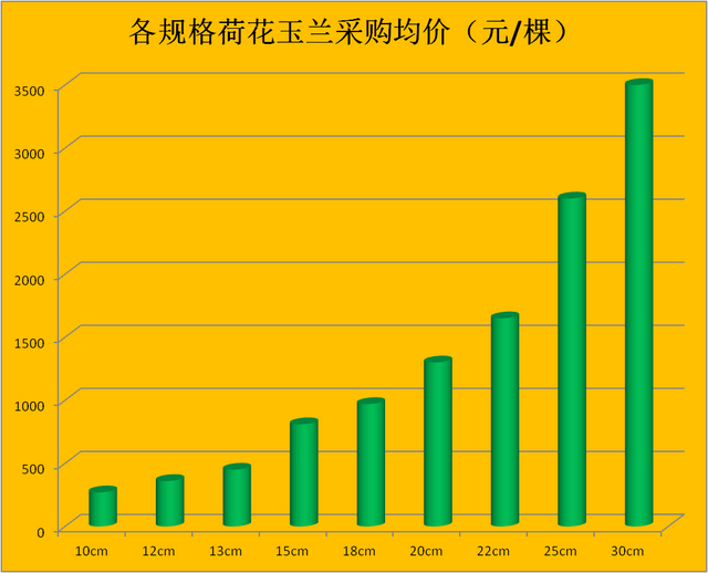 荷花玉兰（广玉兰）：2023年春季各地工程采购价一览