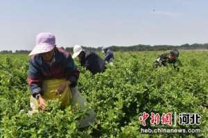 种植劳务分包(河北景县种植6000余亩金银花 吸纳农村闲散劳动力3000余人)