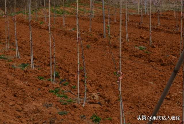 苹果高纺锤形栽培整形成败，关键是如何培养强健中心干