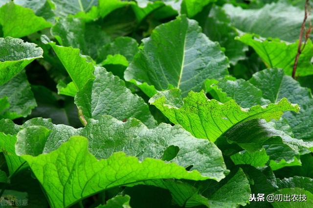 牛蒡栽培技术，种植方法教给大家，想要学习的别错过哟