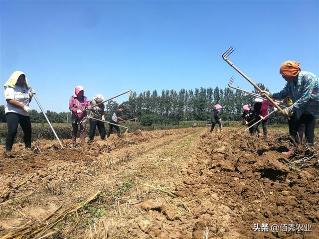 农民种植热门中药材，行情一跌再跌，药材商报价太伤人