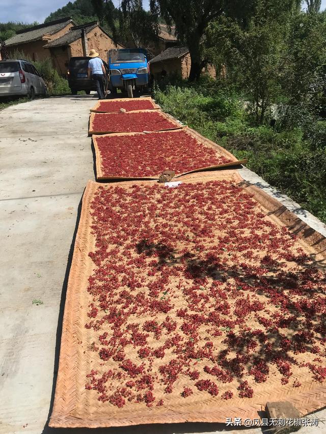 陕西无刺花椒张涛分享：花椒育苗方法、经验，干货十足、出苗满满