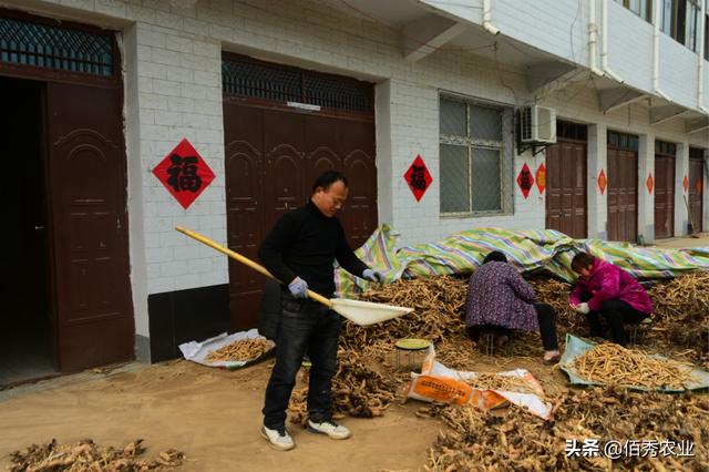 致富有技巧：农村人外出打工年挣8万多元，仍不耽误种植中药材