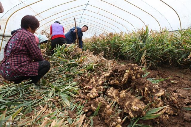 生姜种植技术：生姜进入收获季节，如何种好生姜？