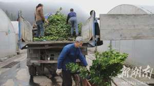 永兴冰糖橙种植基地(人勤春早：永兴冰糖橙无病毒苗木掀起热销风暴)