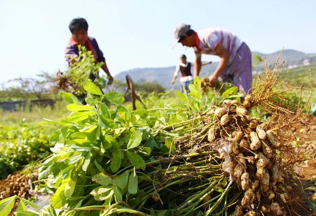 自从用上了这个种植技术，家里吃的花生、花生油都不用愁了