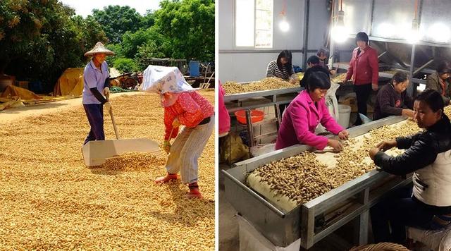 粒粒饱满颗颗香甜的黑花生，想要种好可不容易