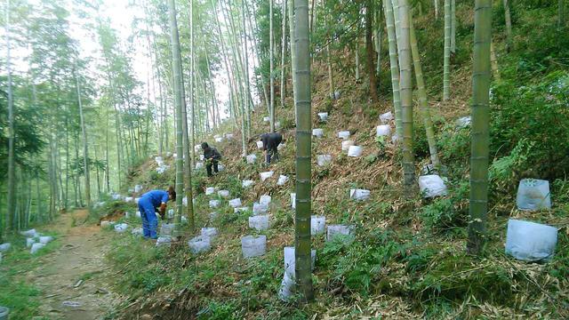 毛竹林地三叶青袋式栽培技术