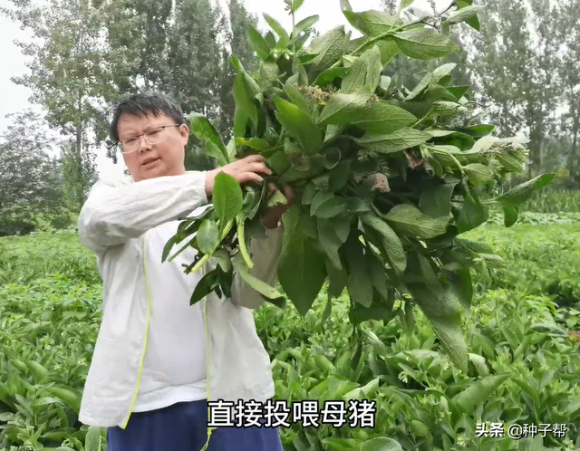 俄罗斯饲料菜亲自种植经历！看我是怎么种的？怎么才能产量达30吨